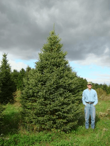 White Spruce