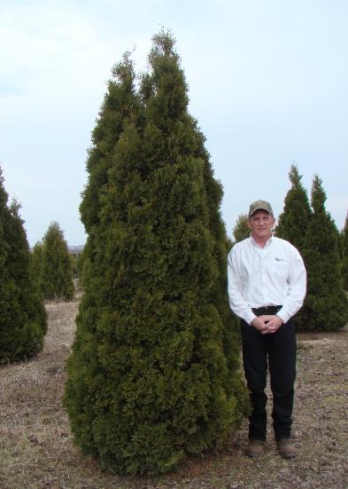 Holmstrup Arborvitae | WholeSale or Installed