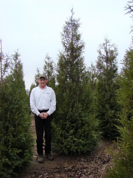 Wintergreen Arborvitae | WholeSale or Installed