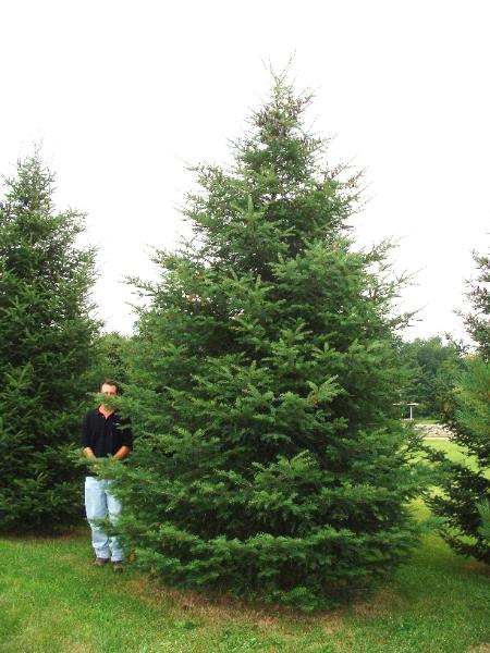 Black Hills Spruce | WholeSale or Installed