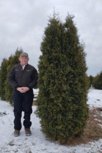 Pyramidal Arborvitae | WholeSale or Installed